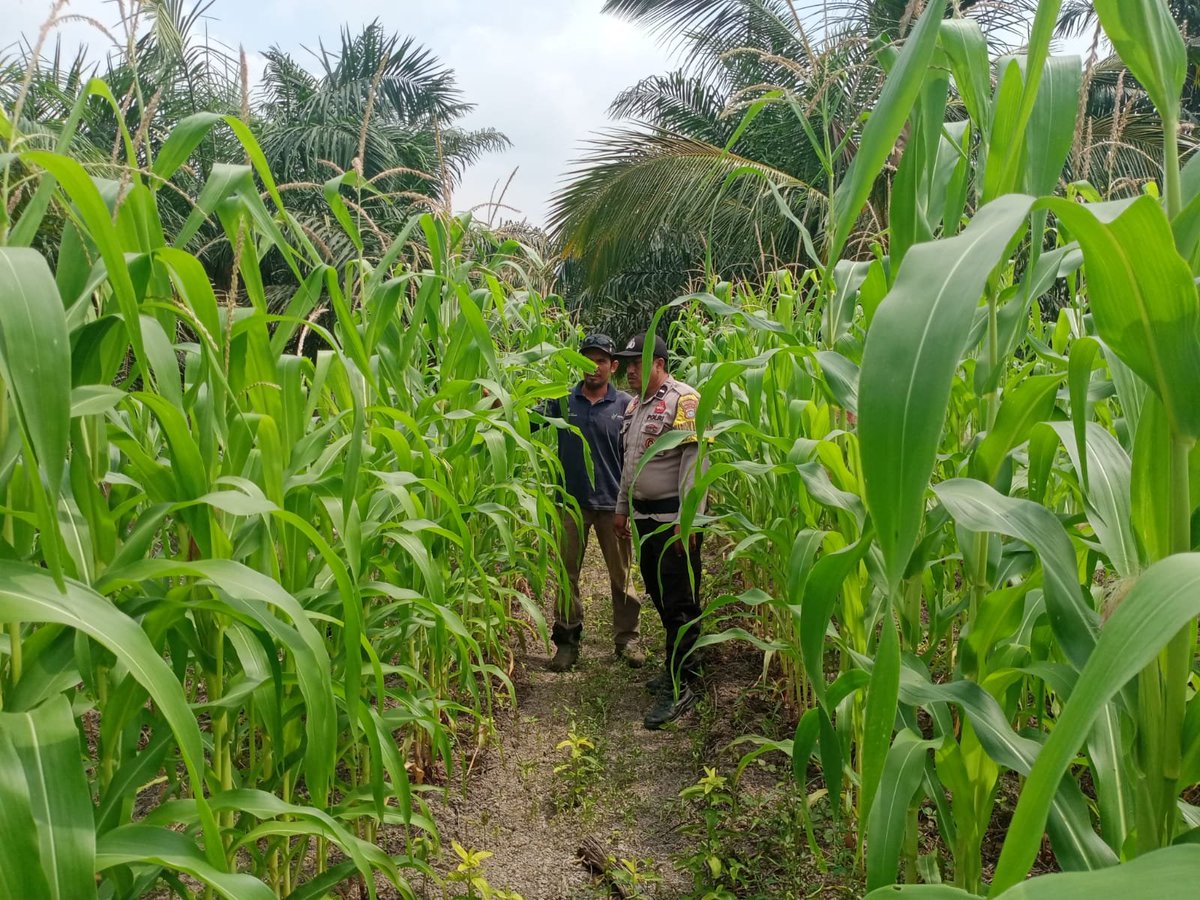 joedhattnt's tweet photo. Bhabinkamtibmas Polsek Kubu melakukan kegiatan pengecekan tanaman jagung di wilkum polsek kubu

#polsekkubu
#polisicintapetani
#swasembadapangan
#ketahananpangan https://t.co/KyO0E67txx