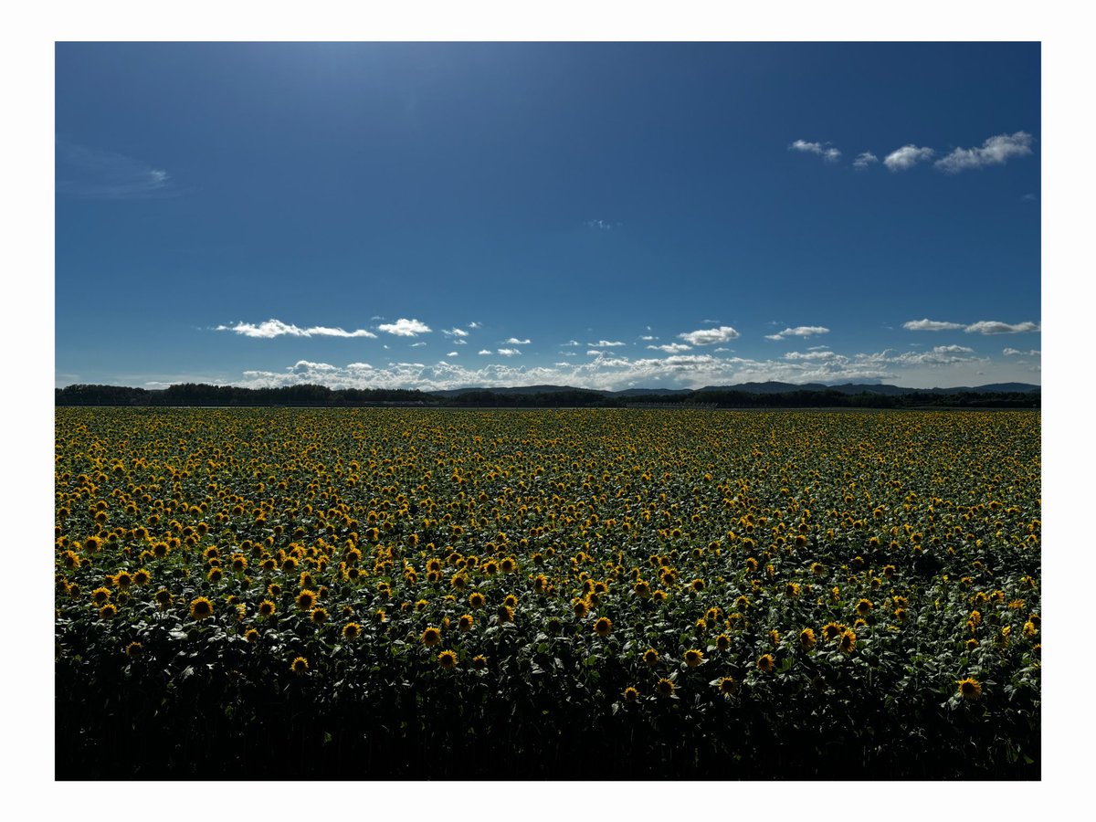 ne_s2_k's tweet photo. 大空町のひまわり畑🌻
天気も良くてよかった( ᵒ̴̶̷̤◦ᵒ̴̶̷̤ ) https://t.co/h0TvO2Ehw7
