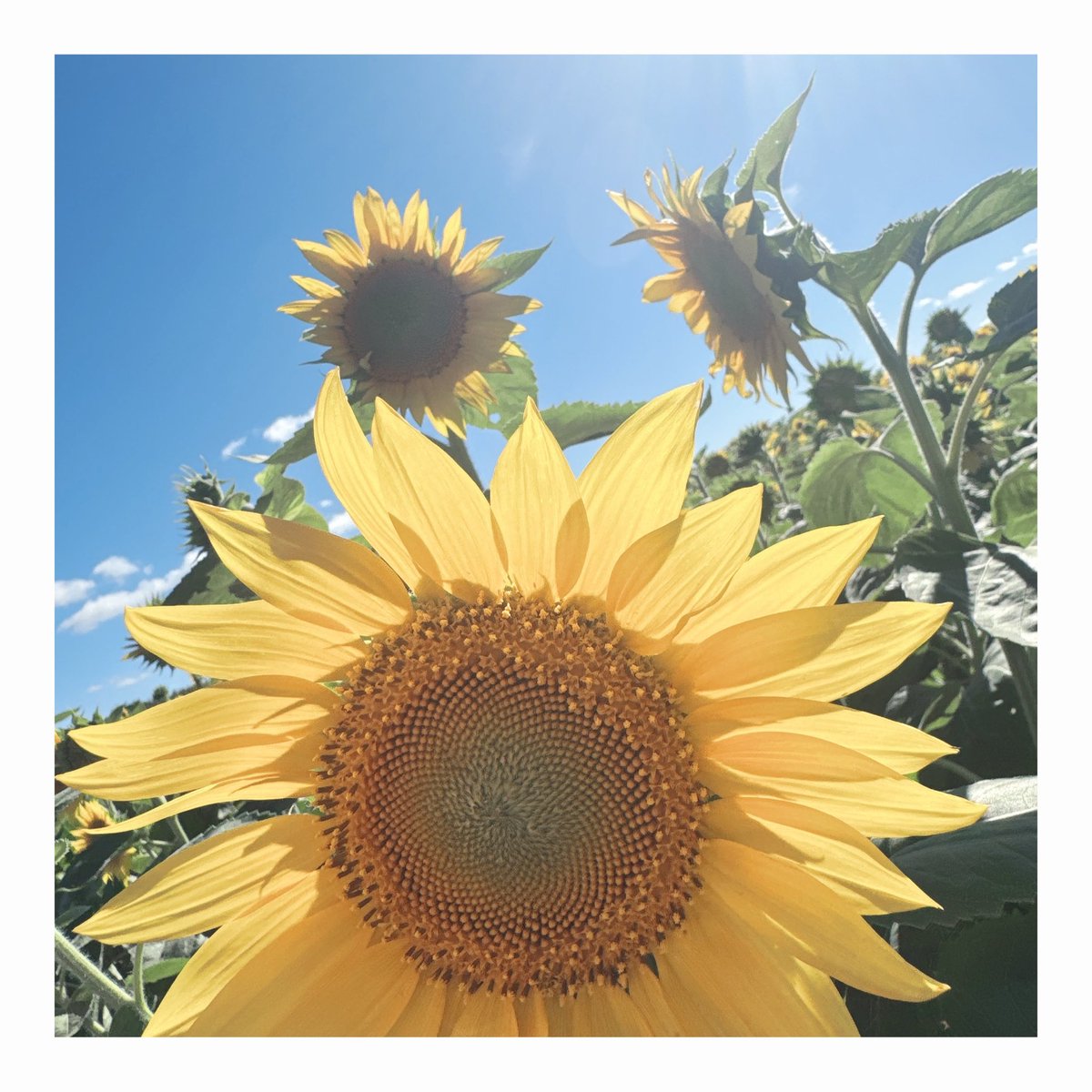 ne_s2_k's tweet photo. 大空町のひまわり畑🌻
天気も良くてよかった( ᵒ̴̶̷̤◦ᵒ̴̶̷̤ ) https://t.co/h0TvO2Ehw7