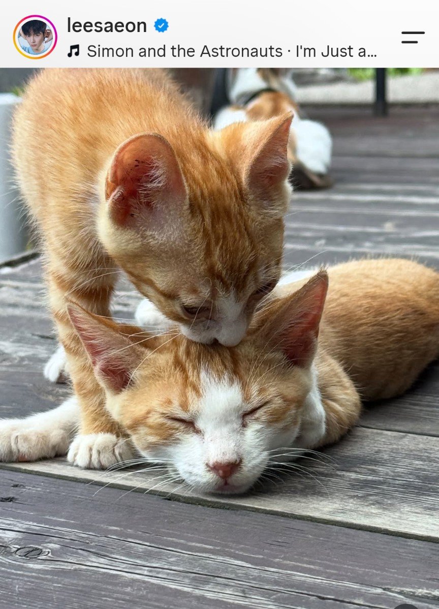 busans1108's tweet photo. セオンくんのインスタにネコちゃん🐈️可愛い💙
#leesaeon
#JIMIN https://t.co/YZZWhmKezA