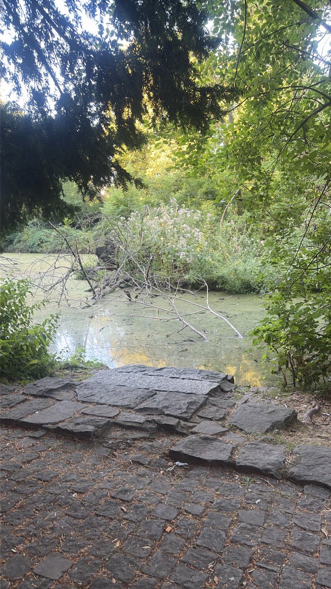 kraftundleben's tweet photo. Wenn man die Natur machen lässt entwickeln sich so genannte Biotope. Vielfalt und Ausgeglichenheit. Man kann es richtig einatmen. So beginnt ein schöner Tag https://t.co/zkICgLzJuM