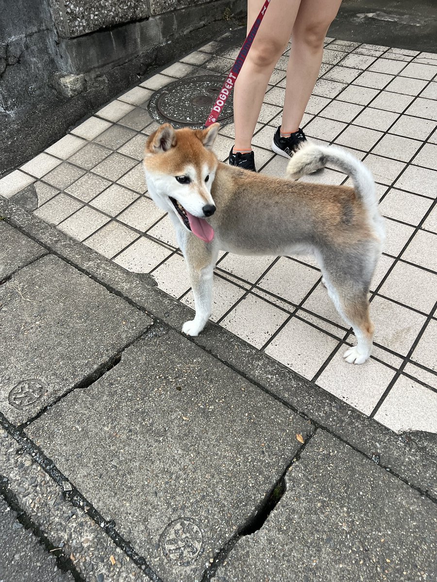 papipupepunpi's tweet photo. リードをつけたまま笠間市東平付近にいました迷い犬です。
預かっています！
#迷子
#迷子犬 https://t.co/Y0dJf9LVyr