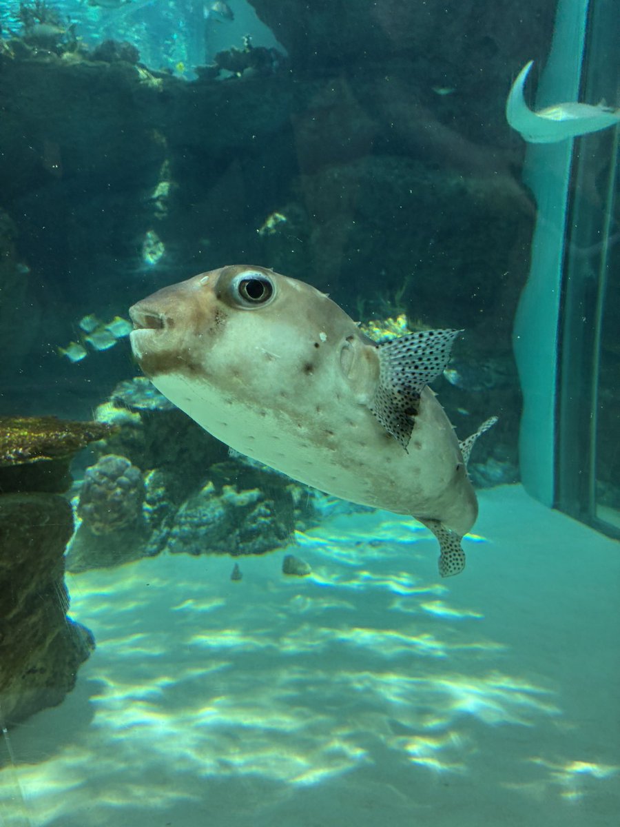 kokodora_sama's tweet photo. 魚より人間の方がギリ多かったと思う名古屋港水族館 https://t.co/WkMqjmy5x2