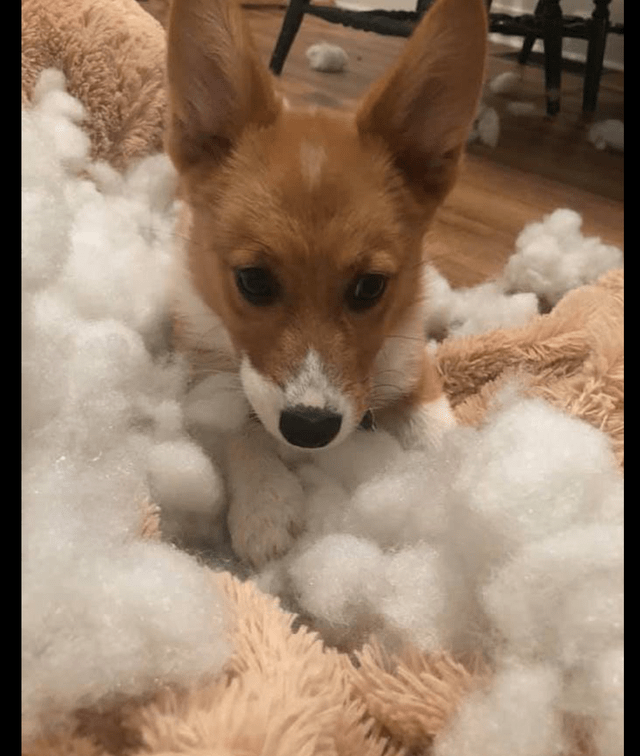 dathuaitha's tweet photo. My little pup just hit 6 months old—from a wobbly furball to a zooming chaos gremlin who still steals my socks. Growth hits different. https://t.co/IYr4TdGVGD