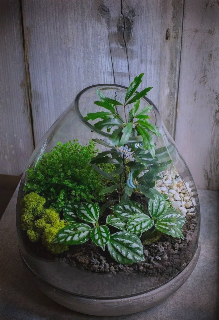 KaylaMo27736508's tweet photo. [Just turned an old glass jar into a cute succulent planter! No fancy tools needed—super easy DIY for tiny space green vibes ]， https://t.co/bZzYdJomgm