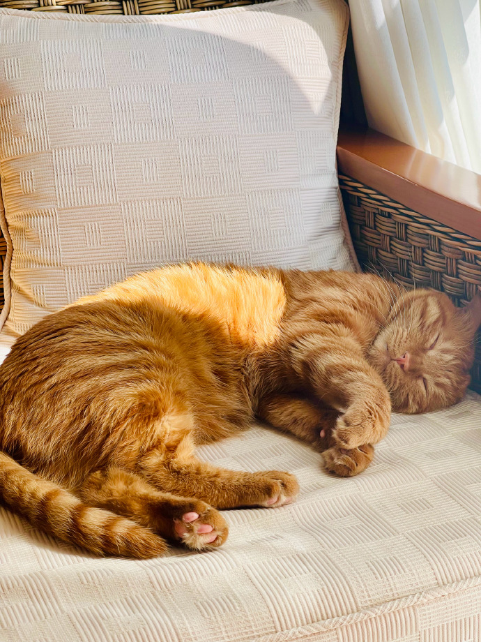 crinklecut120's tweet photo. Just had the coziest night in—warm tea, my favorite book, and the soft hum of my cat curled up on the couch. Perfect little reset.， https://t.co/GQlLpyZDBY