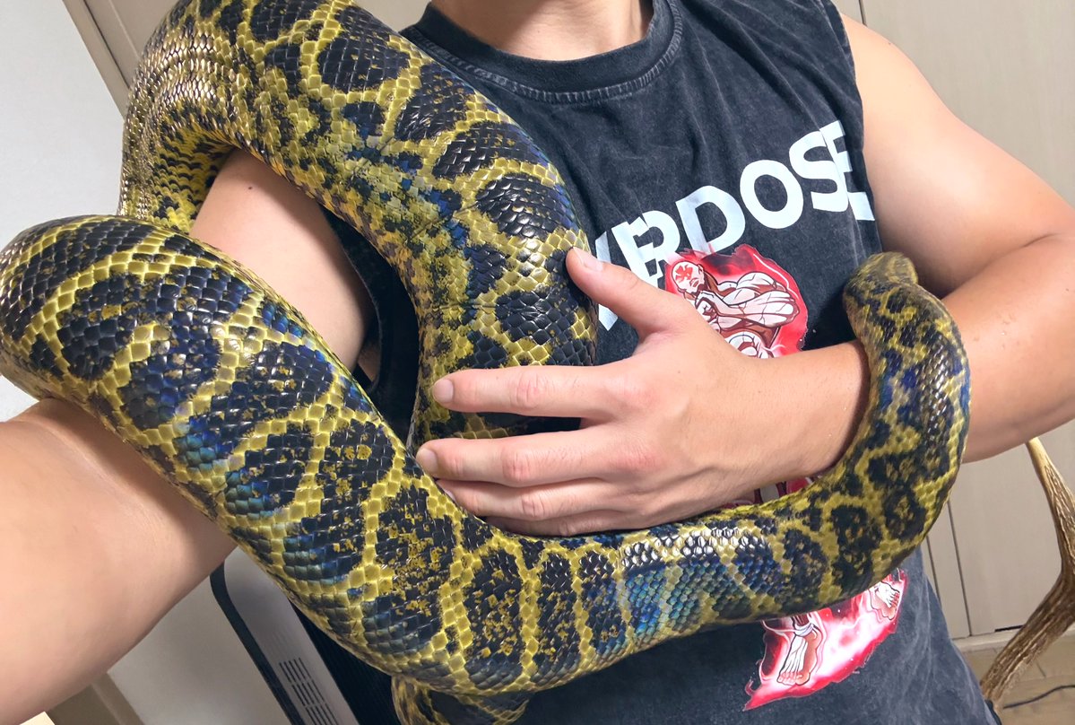 NERIMA_OFFTANE's tweet photo. 22時からッ！
ヘビを抱きます🐍
あとお菓子食べる
ダイエットに超オススメなお菓子もあるよ

それと一瞬で寝れる寝具？も紹介するw

https://t.co/Wk2I7HHBqq https://t.co/Uux1FBmYkS