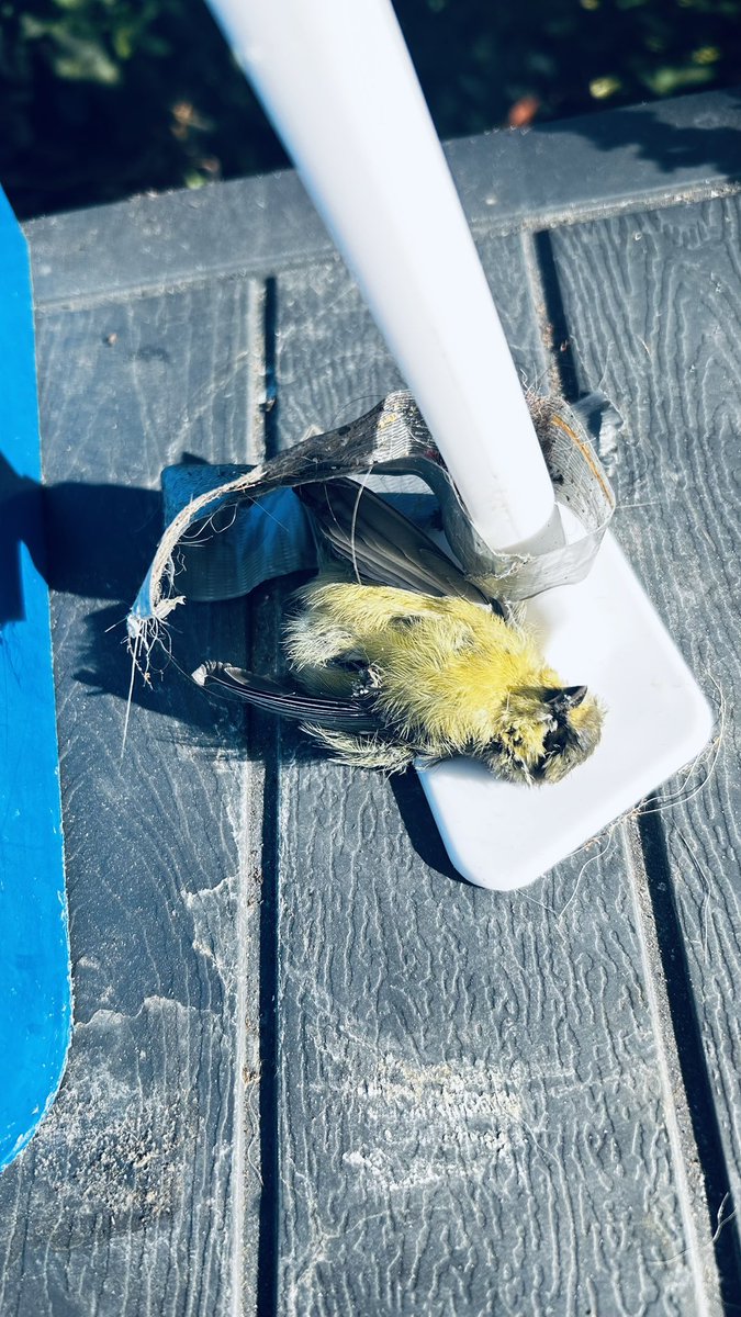 HuntesmithJill's tweet photo. This little yellow tit flew into our house yesterday we tried to save it. He was very hot unfortunately he passed. It’s so hot out there for us but don’t forget about the animals. This is a little baby poor little thing. https://t.co/fS3i7m3vmG