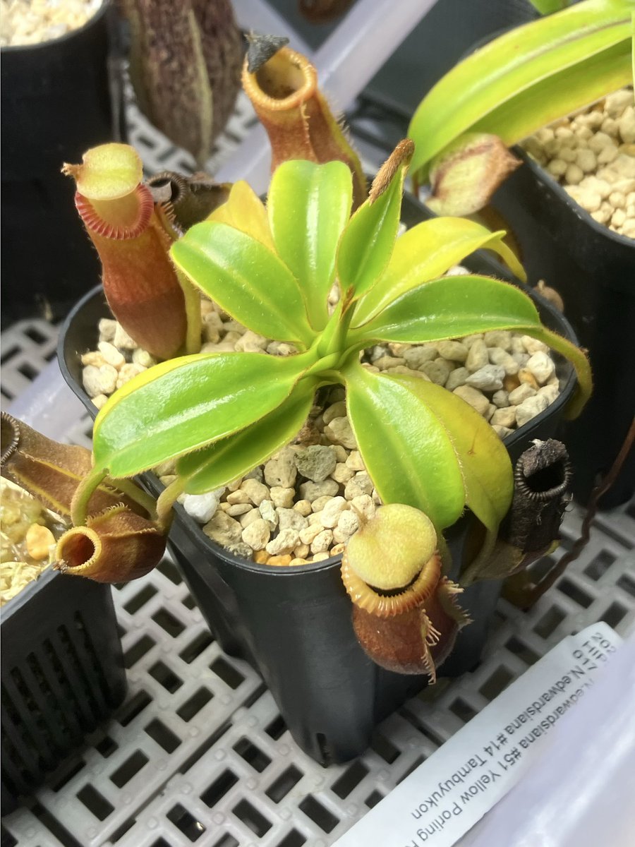 yagyooo's tweet photo. エドエド

2枚目の襟のところのテカっててなんで濡れてんだと思って触ったら蜜だった
元気でよろしい https://t.co/OUFJP0FqHV