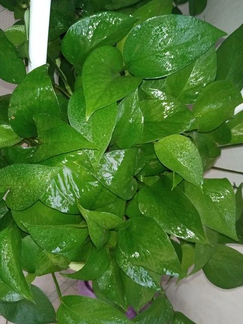 HenryDillard15's tweet photo. Pro tip for your pothos: Let its soil dry 2 inches deep before watering, and it’ll thrive in low-light spots! ， https://t.co/kAmHVFpLkC