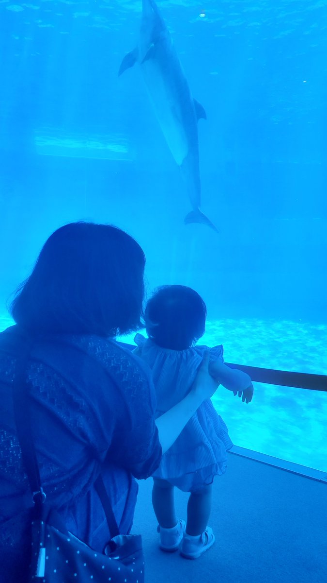 easygoer0625's tweet photo. 娘の1歳の誕生日
張り切って名古屋港水族館行ってきたけど人が多すぎた
産まれて早一年子の成長が日々の活力です https://t.co/m7wXFPvCXB