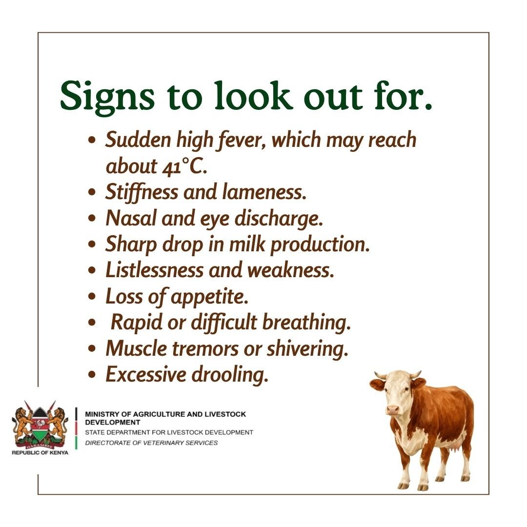 Dir_vetservices's tweet photo. 🐄 Know Bovine Ephemeral Fever (BEF).
Also called *Three-Day Sickness*, BEF can cause sudden fever, stiffness, lameness, weakness and a drop in milk production.
🦟 Spread by insect vectors.
Spot the signs? Contact a veterinary professional early.
#BEF #AnimalHealth #LivestockHealth