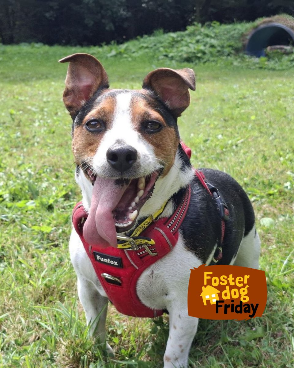DT_Ilfracombe's tweet photo. #FosterDogFriday featuring Rodney. 🐶 Rodney is a fun mix of play and chill.

He is doing really well in foster. He has been enjoying his exercise, plenty of company, and smashing his weight-loss goals. 

Apply to be a foster carer.
👉 https://t.co/Kmj3TY5Tm5

#ADogIsForLife https://t.co/ZxKEq5QmiJ