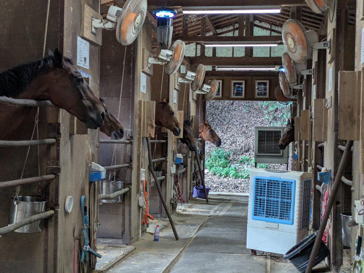 kurokun917's tweet photo. いつも応援してくださっている皆様へ｜夏の特別支援「夏会員」募集のお願い

​　いつも当牧場の馬や猫たちを温かく見守り支えて頂き、本当にありがとうございます。皆様のおかげで今年もみんな元気に過ごせております。

　熊本での地震に続き、昨夜からの千葉県をはじめとする各地での記録的大雨により被災された皆様に、心よりお見舞い申し上げます。
　全国的に大変な状況が続く中での重ねてのお願いとなり大変心苦しいのですが、当牧場でも連日の猛暑から馬や猫たちの命を守るための対策が切迫しており、今年も『夏会員』の募集をさせていただくことになりました。

​　厩舎の大型扇風機や冷風扇、ミスト、猫部屋のエアコンもフル稼働、馬達は出来るだけシャワーで体を冷やし、命を守る対策を続けています。

　​先日公開させていただいた「欲しい物リスト」からも温かいご支援をいただき重ねてお礼申し上げます。
​
　ネット上で度々助けを求めることへの葛藤もありましたが、何よりも馬達のよりよい環境を守る事を最優先に考え、今年も期間限定で【夏会員】を募集させていただく決断をいたしました。

​◆ 夏会員（夏季限定支援）について

​夏場のエアコン・扇風機、ミスト等の電気代や、水道光熱費、馬達のメンタルケア、嗜好性の高い牧草の購入等、健康に猛暑を乗り切るための維持管理費を直接支えていただく期間限定のサポートです。

​募集期間: 本日から9月30日まで

​支援内容:
会費1口1500円
振り込み先　
※四国銀行　須崎東支店　普通208682　黒潮友馬会代表者濱脇由起子　
※ゆうちょ　記号16410 番号11745771 黒潮友馬会
※又は現金書留にて　
785-0165 
高知県須崎市浦ノ内出見5番地　土佐黒潮牧場宛。
振り込みの方はお名前ご住所等をtosakuroshio＠ozzio.jpまで連絡下さい。

例年にない過酷な夏を高齢馬たちがどうか乗り越えられますように！​毎日の誠心誠意の世話でお返しできるよう、スタッフ一同現場のケアに全力を尽くして行きたいと思います。
​温かいご支援、ご拡散、どうぞよろしくお願いいたします。