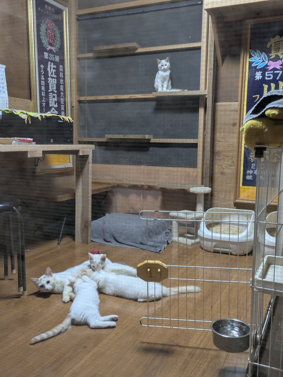 kurokun917's tweet photo. いつも応援してくださっている皆様へ｜夏の特別支援「夏会員」募集のお願い

​　いつも当牧場の馬や猫たちを温かく見守り支えて頂き、本当にありがとうございます。皆様のおかげで今年もみんな元気に過ごせております。

　熊本での地震に続き、昨夜からの千葉県をはじめとする各地での記録的大雨により被災された皆様に、心よりお見舞い申し上げます。
　全国的に大変な状況が続く中での重ねてのお願いとなり大変心苦しいのですが、当牧場でも連日の猛暑から馬や猫たちの命を守るための対策が切迫しており、今年も『夏会員』の募集をさせていただくことになりました。

​　厩舎の大型扇風機や冷風扇、ミスト、猫部屋のエアコンもフル稼働、馬達は出来るだけシャワーで体を冷やし、命を守る対策を続けています。

　​先日公開させていただいた「欲しい物リスト」からも温かいご支援をいただき重ねてお礼申し上げます。
​
　ネット上で度々助けを求めることへの葛藤もありましたが、何よりも馬達のよりよい環境を守る事を最優先に考え、今年も期間限定で【夏会員】を募集させていただく決断をいたしました。

​◆ 夏会員（夏季限定支援）について

​夏場のエアコン・扇風機、ミスト等の電気代や、水道光熱費、馬達のメンタルケア、嗜好性の高い牧草の購入等、健康に猛暑を乗り切るための維持管理費を直接支えていただく期間限定のサポートです。

​募集期間: 本日から9月30日まで

​支援内容:
会費1口1500円
振り込み先　
※四国銀行　須崎東支店　普通208682　黒潮友馬会代表者濱脇由起子　
※ゆうちょ　記号16410 番号11745771 黒潮友馬会
※又は現金書留にて　
785-0165 
高知県須崎市浦ノ内出見5番地　土佐黒潮牧場宛。
振り込みの方はお名前ご住所等をtosakuroshio＠ozzio.jpまで連絡下さい。

例年にない過酷な夏を高齢馬たちがどうか乗り越えられますように！​毎日の誠心誠意の世話でお返しできるよう、スタッフ一同現場のケアに全力を尽くして行きたいと思います。
​温かいご支援、ご拡散、どうぞよろしくお願いいたします。