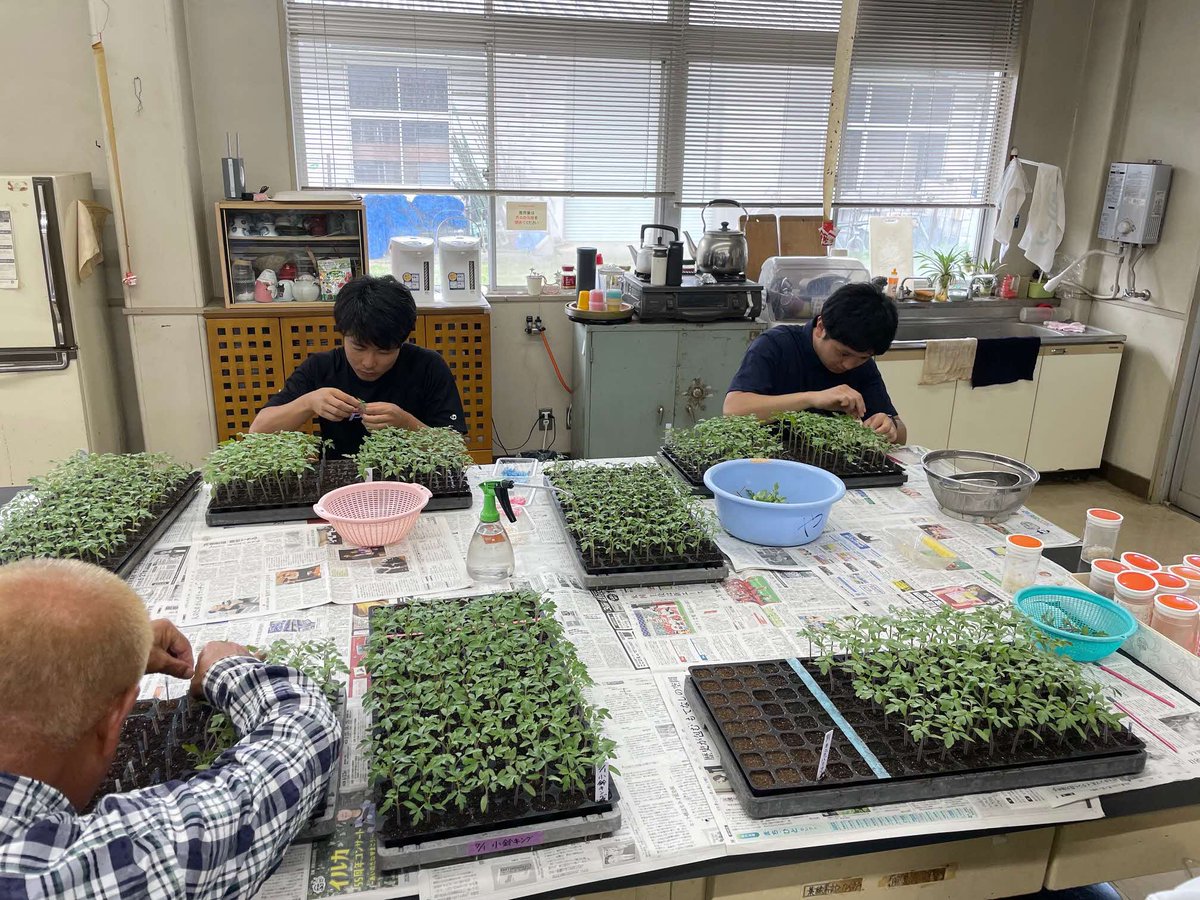 KumamotoP_ARC's tweet photo. ミニトマト苗の接ぎ木を実施！近年の高温対策技術として、本年度から若苗定植や定植時期の検討を行います。それぞれ根量確保、気温低下後の定植をねらったものです。今後８月中旬に定植し、生育状況や年内収量を調査します
※接ぎ木：生育を安定させるため、土壌病害に強い台木に接ぎ木するのが一般的 https://t.co/ZhTowHScEh