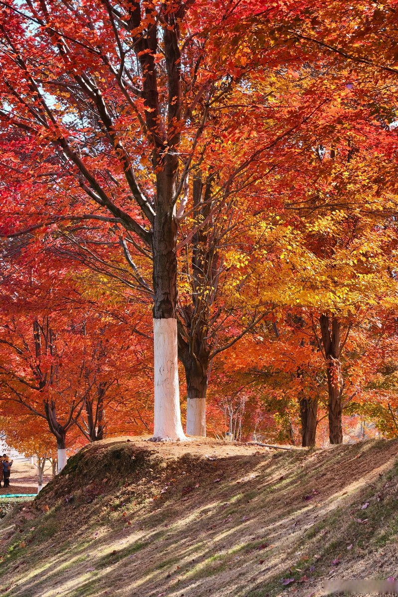 BrooksAde's tweet photo. Love this crisp autumn breeze and golden leaves today!  Cozy walks hit different when the sky’s clear and the air feels like it’s wrapped in a soft sweater. #AutumnVibes https://t.co/abAZxPpDCR