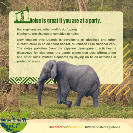 AfiegoUg's tweet photo. 🧝‍♀️Noise is great if you are at a party.
🐘But, elephants don’t party.
👂Elephants are also super sensitive to noise.
Uganda is developing oil pipelines and other infrastructure in an elephant habitat.
The noise pollution is disastrous: https://t.co/vPUUI0S2nR https://t.co/9fg37NATXC