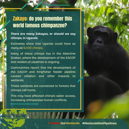 AfiegoUg's tweet photo. How did the construction activities for the EACOP and Kingfisher feeder pipeline impact wetlands that are connected to chimpanzee habitats?
Find out here: https://t.co/vPUUI0S2nR https://t.co/eU1ApacogV