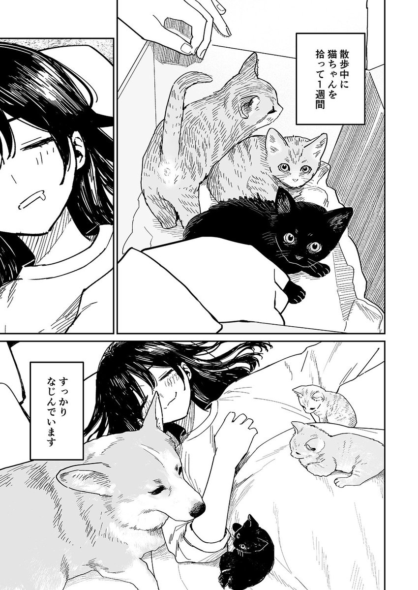 marutar's tweet photo. 夏コミの新刊「女の子と猫と犬の日常①」
予約が開始されました。

犬の散歩中に猫を拾った女の子が拾ってしまった猫ちゃんを飼おうかどうか悩む、日常漫画です https://t.co/AnW2q9BxIJ