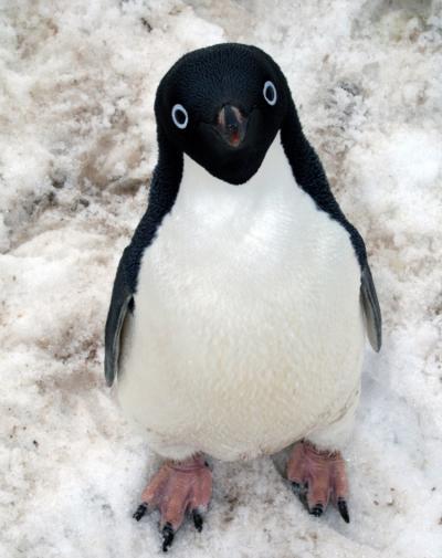 statsglobe's tweet photo. 🐧 Penguins in the World:

1. 🇨🇱 Chile - 13,000,000
2. 🇫🇰 Falkland Islands - 1,200,000
3. 🇦🇷 Argentina - 1,000,000
4. 🇦🇺 Australia - 500,000
5. 🇳🇿 New Zealand - 500,000
6. 🇿🇦 South Africa - 60,000
7. 🇳🇦 Namibia - 26,000
8. 🇧🇷 Brazil - 10,000
9. 🇵🇪 Peru - 4,000

Source: World Population Review