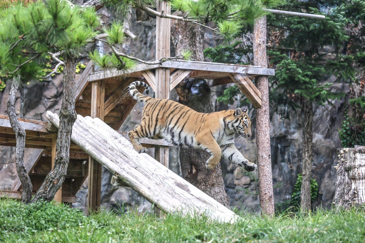 Rostovpenza's tweet photo. (26.8.14.) 울 설호 날아다니잖아💕

Siberian tiger Seolho (2025.06.06 ♀) 

#시베리아호랑이 #アムールトラ #siberiantiger 
#설호 #ソルホ #Seolho #雪虎
#아기호랑이 #Babytiger #ベビトラ
#서울대공원동물원🐯 https://t.co/pXcJU9x2cC