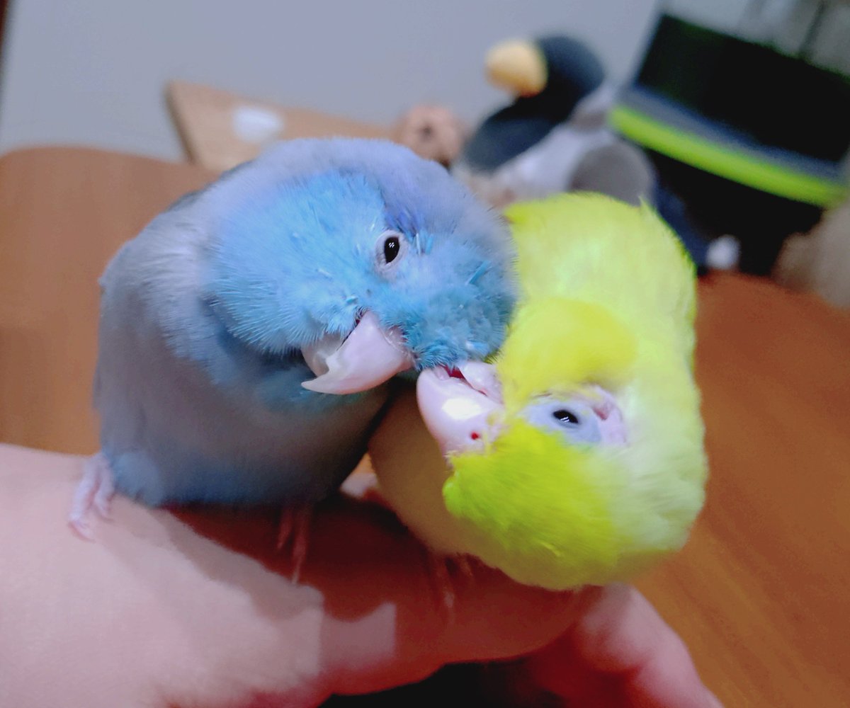 mcjdm5's tweet photo. あんこときなこは相変わらず仲良し🐥💕 https://t.co/V0vx5HCwJW