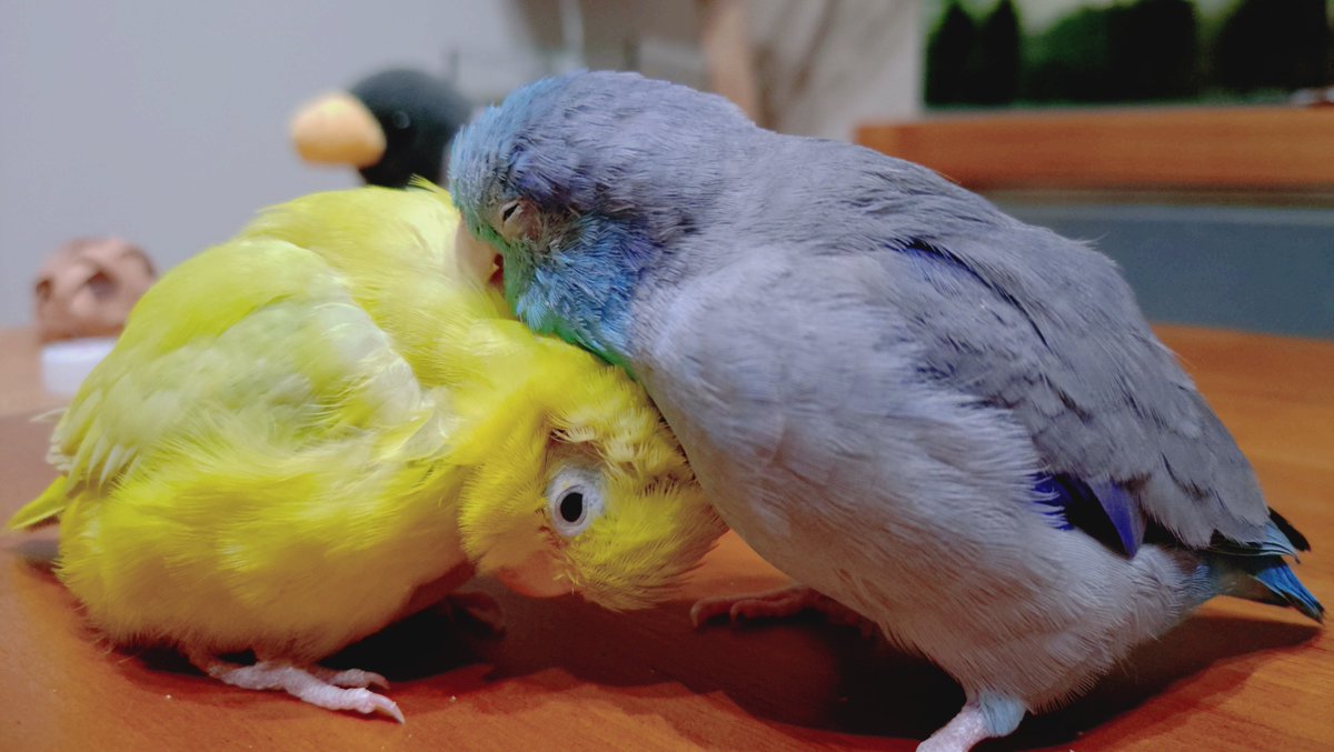 mcjdm5's tweet photo. あんこときなこは相変わらず仲良し🐥💕 https://t.co/V0vx5HCwJW