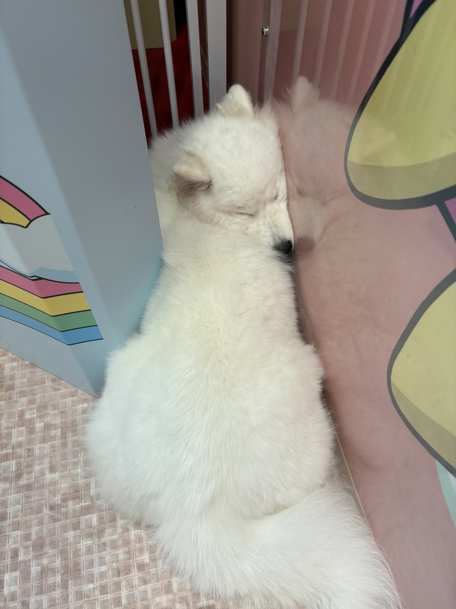 samoyedsmile1's tweet photo. ここが落ち着くんだよね🫠 https://t.co/Qsrp9rlqUw
