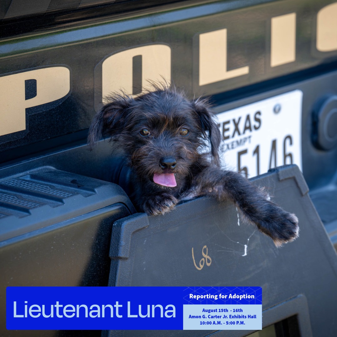 IrvingPD's tweet photo. 🚨 REPORTING FOR ADOPTION! 🚨
The Irving Police Department had a little fun putting names to these recently rescued pups! Meet Officer Oakley, Sergeant Sky and Lieutenant Luna! 🐶💙

They and so many other awesome animals will be at this weekend’s Mega Adoption Event during #ClearTheShelters, ready to meet their perfect match.

📅 August 15–16 
📍 Amon G. Carter Jr. Exhibits Hall 
⏰ 10 a.m.–5 p.m.

Come meet these adorable pups and all the other animals looking for their furever homes!

For more adoptable pets and event information, check out https://t.co/NHvaMErfls ⬅