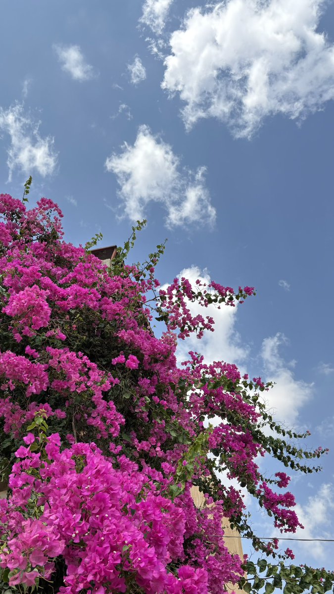 RAl7ammad's tweet photo. نحنُ أجزاء مِن كل الأشياء التي نُحب 🌸🌱 https://t.co/vWPg0z8HCt