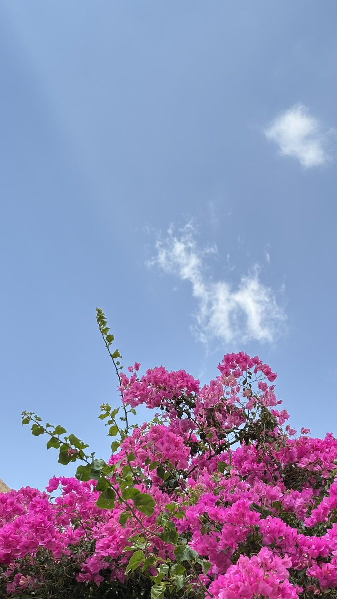 RAl7ammad's tweet photo. نحنُ أجزاء مِن كل الأشياء التي نُحب 🌸🌱 https://t.co/vWPg0z8HCt