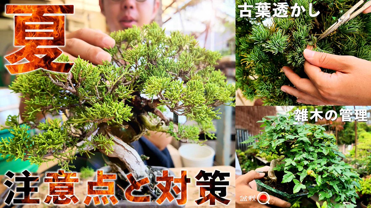 bonsaiq_info's tweet photo. 知って得する夏の盆栽、注意点と対策！【盆栽Q】 https://t.co/36iWoaC20i @YouTubeより https://t.co/rJIypCEmfT
