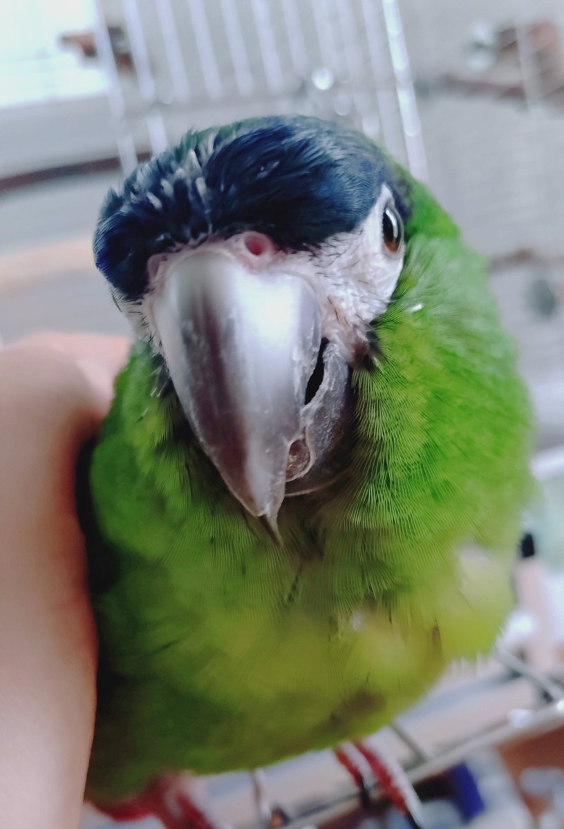 mcjdm5's tweet photo. ばにらは相変わらず愉快なインコです🦖
最近覚えた言葉は
元気だった？
元気だね！
です😄 https://t.co/sMdJH0Tggu