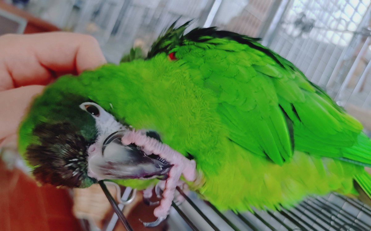 mcjdm5's tweet photo. ばにらは相変わらず愉快なインコです🦖
最近覚えた言葉は
元気だった？
元気だね！
です😄 https://t.co/sMdJH0Tggu