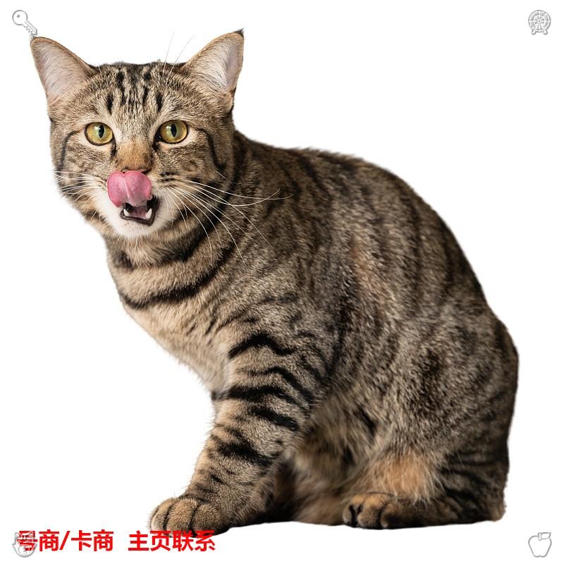 kingpin1585's tweet photo. 🎄封店封号 🏤银行卡
🦤营业厅卡 🙈代收代付
🐙油管号 🚇支持担保
👑请联系主页飞机✈对接，X不常在线🌖

🥫2026-08-14 21:10:21
过往的遗憾，都是铺垫，过往的努力，都是蓄力，放下遗憾，继续前行。 https://t.co/TF1ZW9qXLo