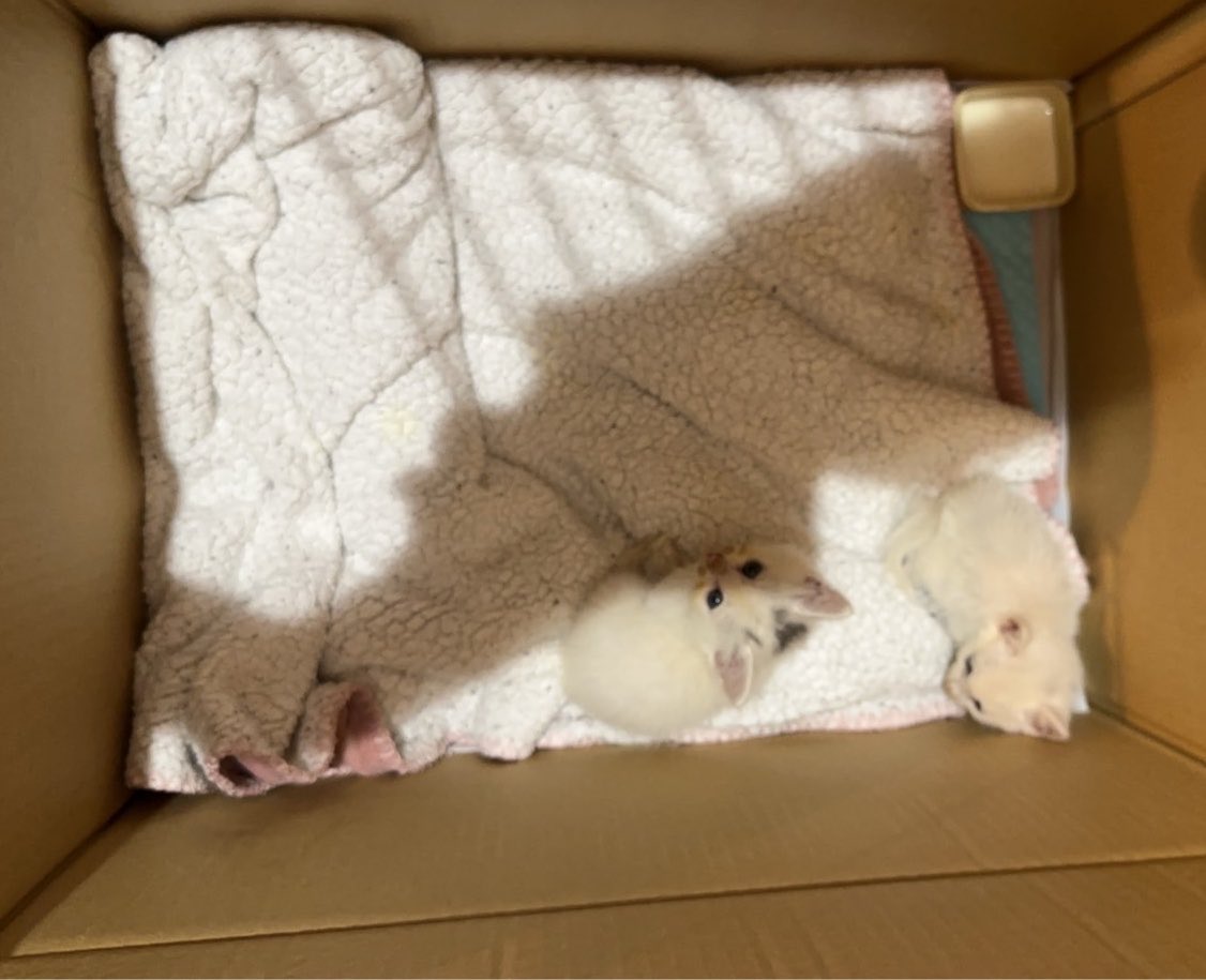 umenoconbu21's tweet photo. 【拡散願】うちの姉の旦那の兄の娘っこが（遠w）仔猫さまを拾いまして…明後日警察に届けてしまうそうで…

福島、宮城でどなたか… https://t.co/6mhjzDwJsG