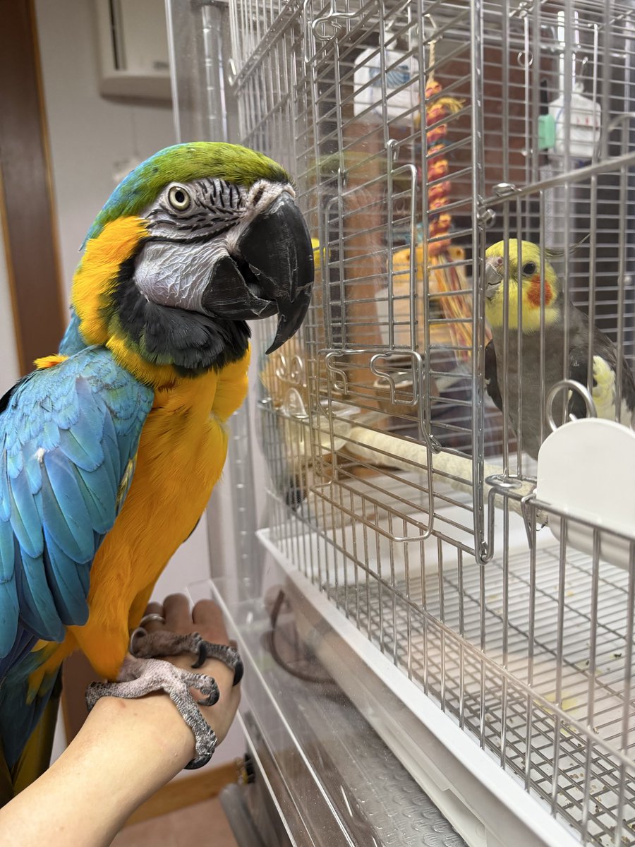 wkbbird's tweet photo. 鳥が嫌いなカミン。多分自分は鳥ではないと思ってる（笑）そんなカミンだけど、唯一反応するのがララくんで、近くに来ると機嫌良く歌ってアピールするようになった♪サイズが違うので、普段は近くにいる事は出来ないけど、アクリルケース越しなら距離を縮められる😊 https://t.co/yrANjFiW2w