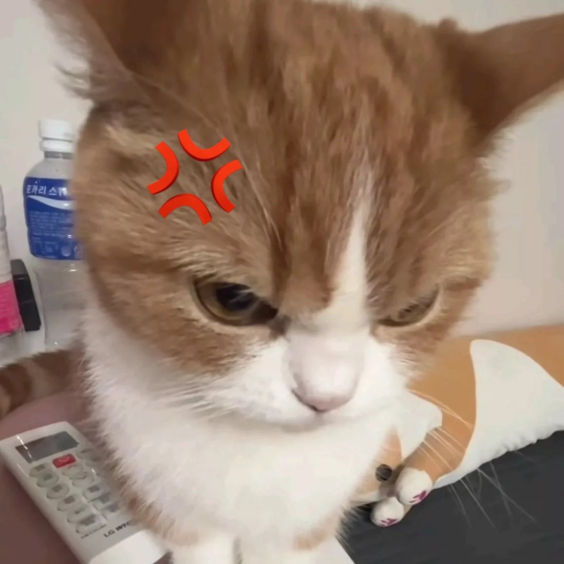 ohyul562k's tweet photo. meow!!! 😠 https://t.co/8Qju8A5qcL