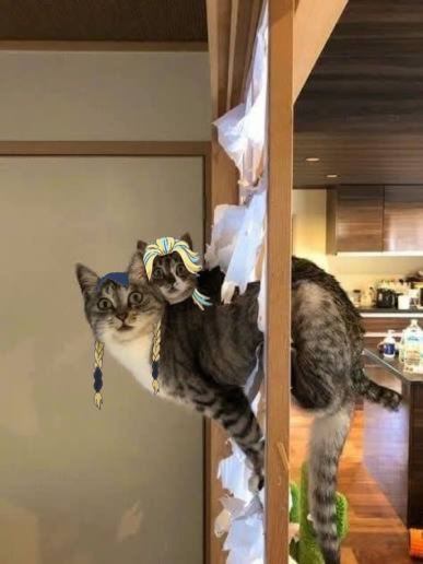 MarcheTheHare's tweet photo. More Haitani brother cats? The answer is always yes! https://t.co/I7Kw39FNuI