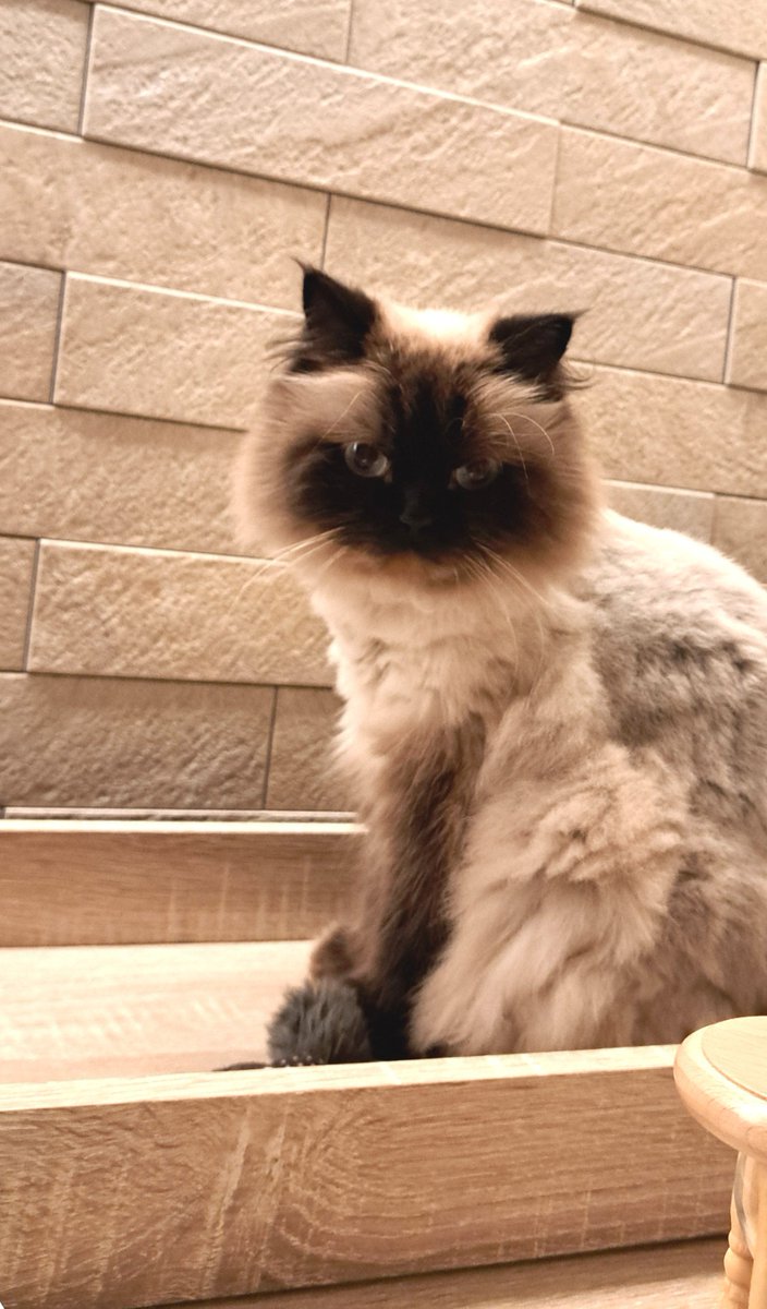 harucocomia's tweet photo. あるあるだよね？
自分の猫ちゃん可愛すぎて無意識にいいね🩷を押すところだった
危ない危ない😚
#ヒマラヤン #ロシアンブルー https://t.co/cyELzA2BvY