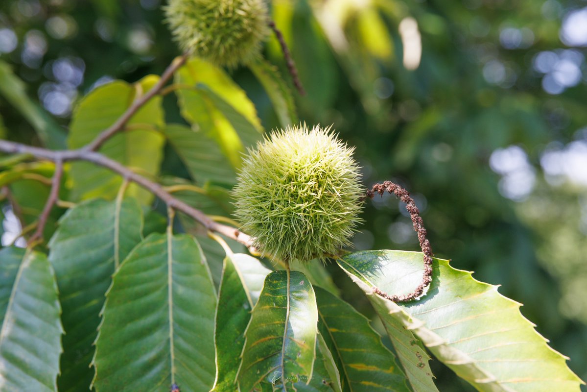 forecaster25's tweet photo. Had the absolute privilege of visiting the *only* living stand of mature, viable, and healthy American Chestnuts yesterday. 

Part of a breeding program - these trees are signs of hope in the battle against the Blight which devastated our forests. 

📌 Virginia https://t.co/wDZMhw5BEV