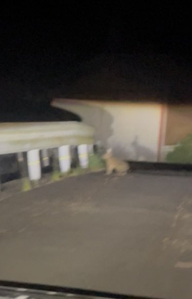 Bambi_____25's tweet photo. 野生のうさぎが現れた。
昨日はめちゃちっこいのおった。
影もtheうさぎ！ https://t.co/E5P4jlOR8H