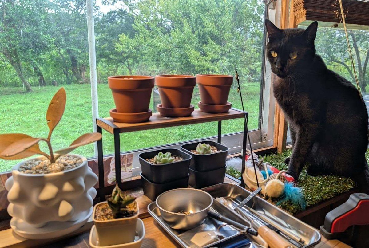 NekoInuToHito's tweet photo. 机の植物達と猫

#記念撮影

#今日の千夜田 #黒猫  #猫のいる暮らし https://t.co/Hb5WxkBwrW