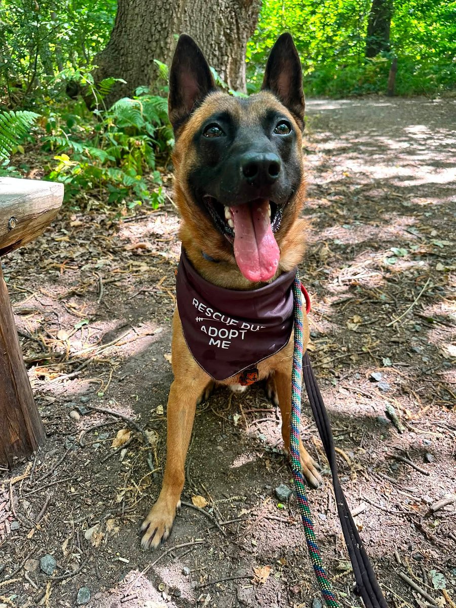 gsrescueelite's tweet photo. Revy will be 3 at the end of August and he is such a friendly boy. Revy can live with older kids and is good with other #dogs but he can get a bit excitable 
#germanshepherd #Essex 
https://t.co/FCykXFuea3 https://t.co/QiUoP9DDiK