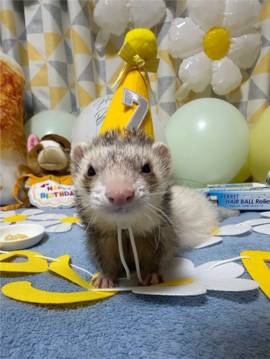 Chachachan_m's tweet photo. うちの子、本日7歳の誕生日💛🎉

#フェレット
#ferret https://t.co/QxLMaS8zYa