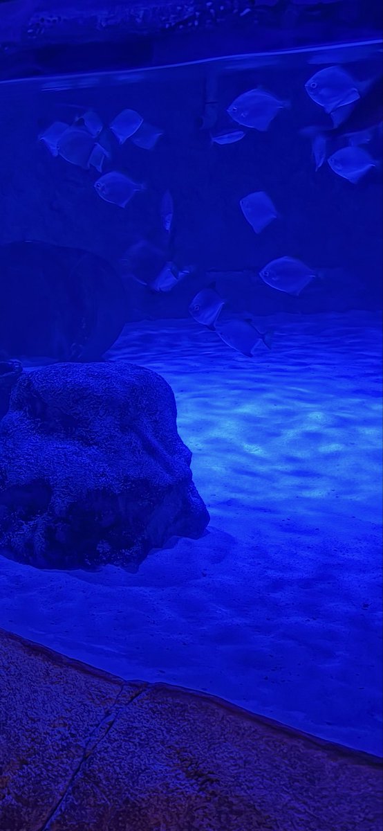 yoxtushi_x's tweet photo. 愛知県旅行②
名古屋シーライフ水族館、初入園はナイトツアー🐠🌙
夜の水族館に入るのは初めてだったので、いい経験になりました(≧▽≦)閉館後の魚さんを見れたり裏話を聞けたりできました🤫ガイドさんの話を聞きながら館内を巡るのも楽しいね😊
ALT➡️

#シーライフ名古屋 #ナイトツアー https://t.co/KVKyombIX0