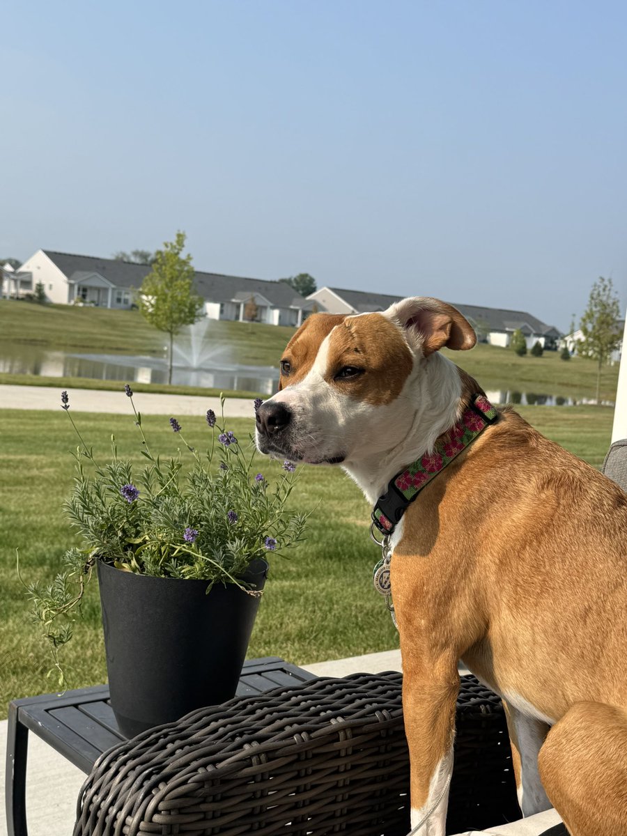 jamieroe23's tweet photo. Our Piglet is a rescue dog from Macomb County who is loved by her family. She is a proud member of #DogsforMike!
@MikeRogersForMI
@RFSWarRoom
@TeamMikeRogers https://t.co/vGnhwuGwmR