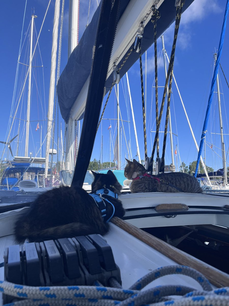 avrivrilus's tweet photo. chats à bord !!!!!! https://t.co/EHHgAWgAKj