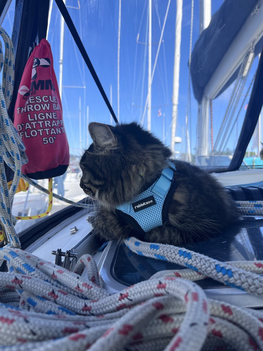 avrivrilus's tweet photo. chats à bord !!!!!! https://t.co/EHHgAWgAKj